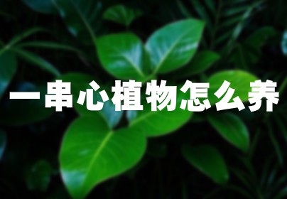 一串心植物怎么养
