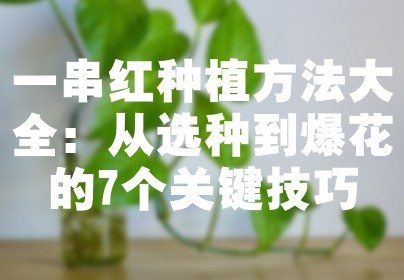 一串红种植方法大全：从选种到爆花的7个关键技巧
