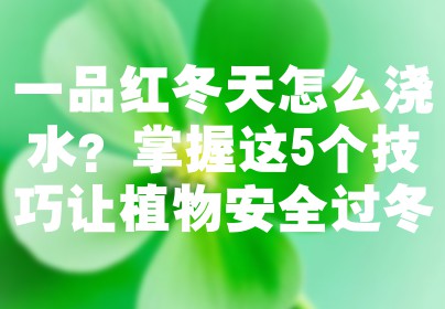 一品红冬天怎么浇水？掌握这5个技巧让植物安全过冬