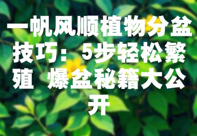 一帆风顺植物分盆技巧：5步轻松繁殖 爆盆秘籍大公开
