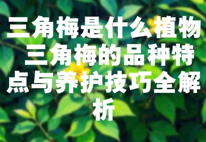 三角梅是什么植物 三角梅的品种特点与养护技巧全解析
