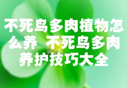 不死鸟多肉植物怎么养 不死鸟多肉养护技巧大全