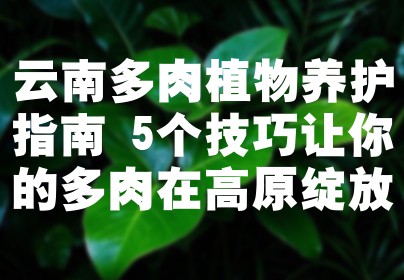 云南多肉植物养护指南 5个技巧让你的多肉在高原绽放