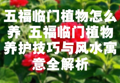 五福临门植物怎么养 五福临门植物养护技巧与风水寓意全解析