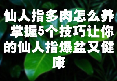 仙人指多肉怎么养 掌握5个技巧让你的仙人指爆盆又健康
