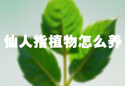 仙人指植物怎么养