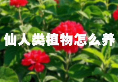 仙人类植物怎么养