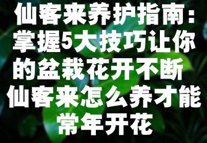 仙客来养护指南：掌握5大技巧让你的盆栽花开不断 仙客来怎么养才能常年开花