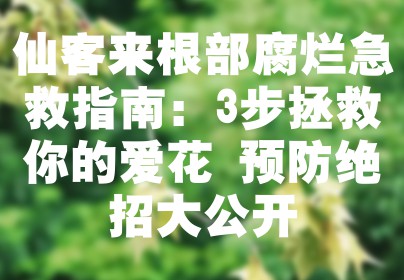 仙客来根部腐烂急救指南：3步拯救你的爱花+预防绝招大公开