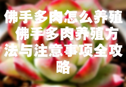 佛手多肉怎么养殖 佛手多肉养殖方法与注意事项全攻略