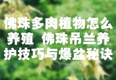 佛珠多肉植物怎么养殖 佛珠吊兰养护技巧与爆盆秘诀