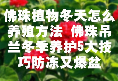 佛珠植物冬天怎么养殖方法 佛珠吊兰冬季养护5大技巧防冻又爆盆