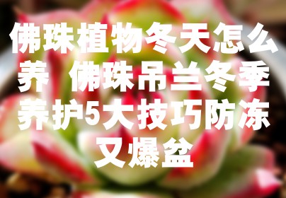 佛珠植物冬天怎么养 佛珠吊兰冬季养护5大技巧防冻又爆盆