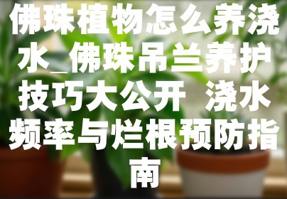 佛珠植物怎么养浇水_佛珠吊兰养护技巧大公开 浇水频率与烂根预防指南