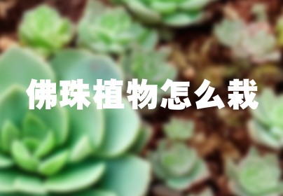 佛珠植物怎么栽