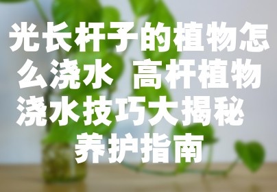 光长杆子的植物怎么浇水 高杆植物浇水技巧大揭秘 养护指南