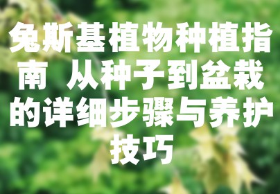 兔斯基植物种植指南 从种子到盆栽的详细步骤与养护技巧