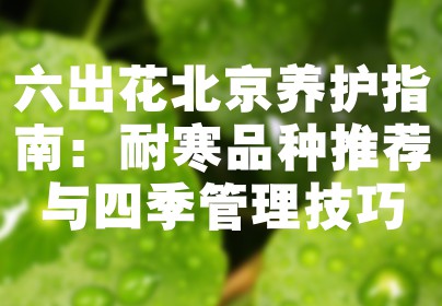六出花北京养护指南：耐寒品种推荐与四季管理技巧