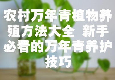 农村万年青植物养殖方法大全 新手必看的万年青养护技巧