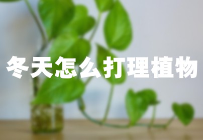冬天怎么打理植物