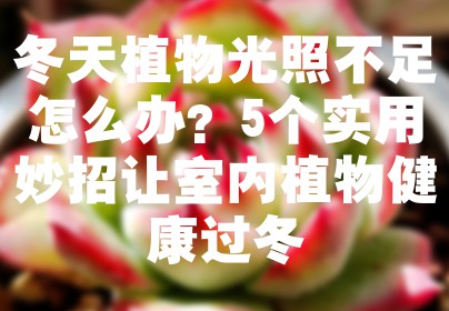 冬天植物光照不足怎么办？5个实用妙招让室内植物健康过冬