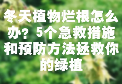 冬天植物烂根怎么办？5个急救措施和预防方法拯救你的绿植