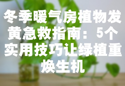 冬季暖气房植物发黄急救指南：5个实用技巧让绿植重焕生机