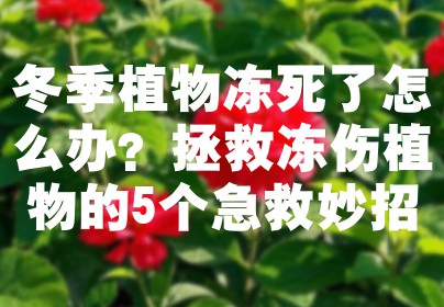 冬季植物冻死了怎么办？拯救冻伤植物的5个急救妙招