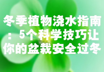 冬季植物浇水指南：5个科学技巧让你的盆栽安全过冬