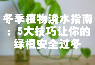 冬季植物浇水指南：5大技巧让你的绿植安全过冬