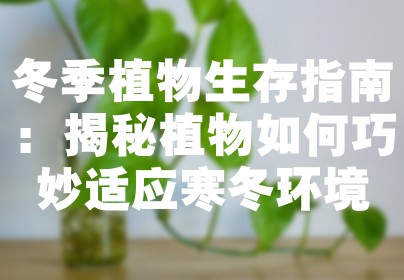 冬季植物生存指南：揭秘植物如何巧妙适应寒冬环境