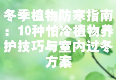冬季植物防寒指南：10种怕冷植物养护技巧与室内过冬方案