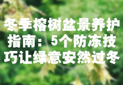 冬季榕树盆景养护指南：5个防冻技巧让绿意安然过冬