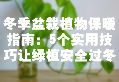 冬季盆栽植物保暖指南：5个实用技巧让绿植安全过冬