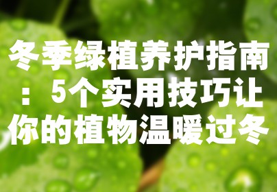 冬季绿植养护指南：5个实用技巧让你的植物温暖过冬