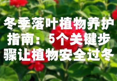 冬季落叶植物养护指南：5个关键步骤让植物安全过冬