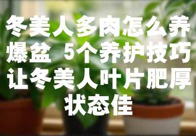 冬美人多肉怎么养爆盆 5个养护技巧让冬美人叶片肥厚状态佳
