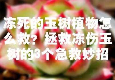 冻死的玉树植物怎么救？拯救冻伤玉树的3个急救妙招