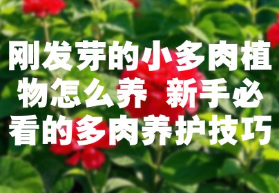 刚发芽的小多肉植物怎么养 新手必看的多肉养护技巧