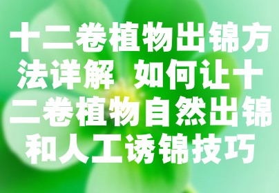 十二卷植物出锦方法详解 如何让十二卷植物自然出锦和人工诱锦技巧