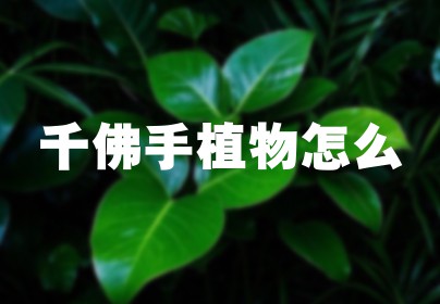 千佛手植物怎么