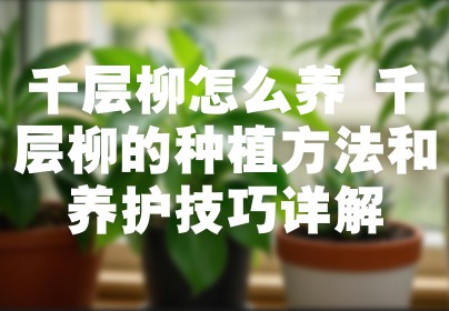 千层柳怎么养 千层柳的种植方法和养护技巧详解