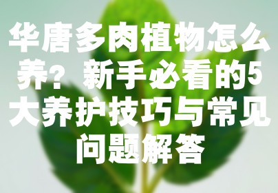 华唐多肉植物怎么养？新手必看的5大养护技巧与常见问题解答