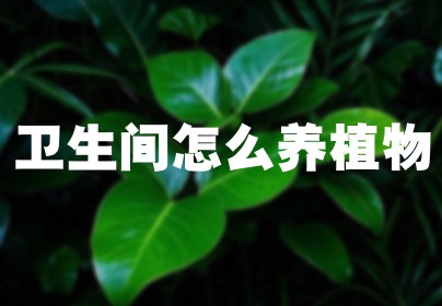 卫生间怎么养植物