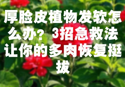 厚脸皮植物发软怎么办？3招急救法让你的多肉恢复挺拔
