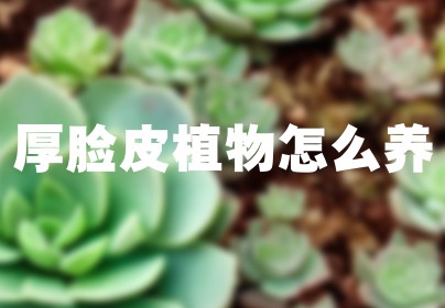 厚脸皮植物怎么养