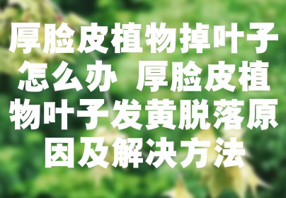 厚脸皮植物掉叶子怎么办 厚脸皮植物叶子发黄脱落原因及解决方法