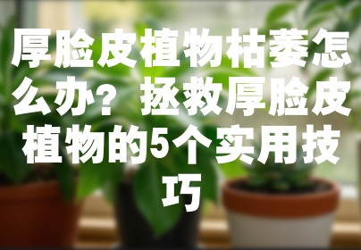 厚脸皮植物枯萎怎么办？拯救厚脸皮植物的5个实用技巧