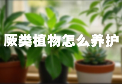 厥类植物怎么养护