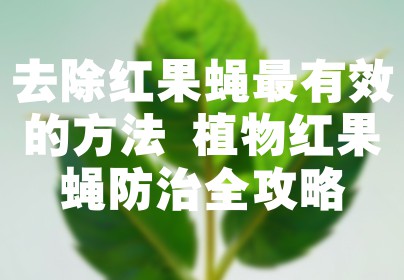 去除红果蝇最有效的方法 植物红果蝇防治全攻略